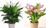 Peace Lily Plant Combo Pack Of 2 Multicolour Live Plant For Home & Garden | Healthy Indoor/outdoor Ornamental Plant | Easy Care Decorative Green Plant|SL_519 - Image 2