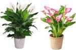 Peace Lily Plant Combo Pack Of 2 Multicolour Live Plant For Home & Garden | Healthy Indoor/outdoor Ornamental Plant | Easy Care Decorative Green Plant|SL_519