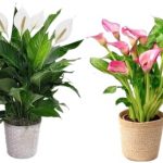 Peace Lily Plant Combo Pack Of 2 Multicolour Live Plant For Home & Garden | Healthy Indoor/outdoor Ornamental Plant | Easy Care Decorative Green Plant|SL_519