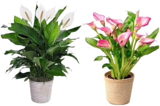 41VCEDcep5L.jpg Peace Lily Plant Combo Pack Of 2 Multicolour Live Plant For Home & Garden | Healthy Indoor/outdoor Ornamental Plant | Easy Care Decorative Green Plant|SL_519 - Image 1