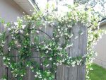 Organic Juhi Plant Live in Black Plastic Pot Jasminum Auriculatum Fragrant White Flowers Indoor Outdoor Home Garden Decorative Greenery - Image 5