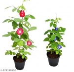 Live Red & Blue Aparajita Plant Combo | Butterfly Pea Flower Vine | Fast-Growing Ornamental Flowering Creeper for Balcony, Terrace & Garden Natural Indoor and Outdoor Plant (PACK OF 2) - Image 2