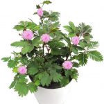 Live Touch Me Not Plant (Mimosa Pudica) with Pot – Sensitive Plant That Moves When Touched | Real Indoor Outdoor Ornamental & Medicinal Plant | Home Garden Décor | Pack of 1 Healthy Live Plant