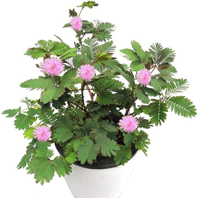 510Oia1BqbL.jpg Live Touch Me Not Plant (Mimosa Pudica) with Pot – Sensitive Plant That Moves When Touched | Real Indoor Outdoor Ornamental & Medicinal Plant | Home Garden Décor | Pack of 1 Healthy Live Plant - Image 1