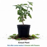 Sky Blue Bougainvillea Live Plant | Flowering Outdoor Plant | Paper Flower Plant | Buganvel, Bougainvillea Glabra Live Plant for Home Garden Balcony Outdoor (Healthy Rooted Plant) - Image 2
