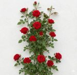 Climbing Rose Plant With Pot | Live Fragrant Flowering Creeper for Garden, Balcony & Outdoor Decoration | Rose Plant Pack of 1(Climbing Red Rose)
