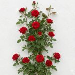 Climbing Rose Plant With Pot | Live Fragrant Flowering Creeper for Garden, Balcony & Outdoor Decoration | Rose Plant Pack of 1(Climbing Red Rose)