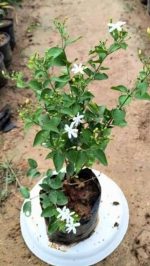 Organic Juhi Plant Live in Black Plastic Pot Jasminum Auriculatum Fragrant White Flowers Indoor Outdoor Home Garden Decorative Greenery - Image 2