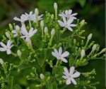 Organic Juhi Plant Live in Black Plastic Pot Jasminum Auriculatum Fragrant White Flowers Indoor Outdoor Home Garden Decorative Greenery - Image 3