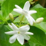 Organic Juhi Plant Live in Black Plastic Pot Jasminum Auriculatum Fragrant White Flowers Indoor Outdoor Home Garden Decorative Greenery - Image 6