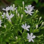 Organic Juhi Plant Live in Black Plastic Pot Jasminum Auriculatum Fragrant White Flowers Indoor Outdoor Home Garden Decorative Greenery