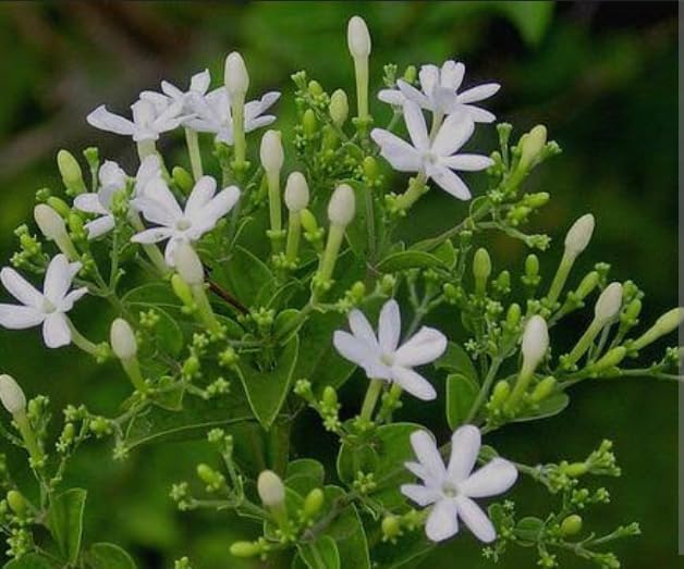 51IMClCx8SL.jpg Organic Juhi Plant Live in Black Plastic Pot Jasminum Auriculatum Fragrant White Flowers Indoor Outdoor Home Garden Decorative Greenery - Image 1