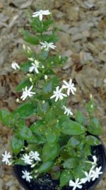 Organic Juhi Plant Live in Black Plastic Pot Jasminum Auriculatum Fragrant White Flowers Indoor Outdoor Home Garden Decorative Greenery - Image 4
