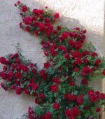Climbing Rose Plant With Pot | Live Fragrant Flowering Creeper for Garden, Balcony & Outdoor Decoration | Rose Plant Pack of 1(Climbing Red Rose) - Image 4