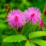 Live Touch Me Not Plant (Mimosa Pudica) with Pot – Sensitive Plant That Moves When Touched | Real Indoor Outdoor Ornamental & Medicinal Plant | Home Garden Décor | Pack of 1 Healthy Live Plant - Image 3