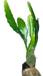 Bramha Kamal Live Plant | Rare & Auspicious Flowering Plant | Epiphyllum oxypetalum | Indoor/Outdoor Ornamental Plant for Home & Garden - Image 2