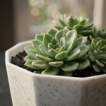 YUCCABE ITALIA SHERA Hexa Plastic Planter Pot for Plants Decorative Flower Pot UV Protected Lightweight Indoor Outdoor Gamla for Home Decor, Balcony, Garden & Living Room (Stone White, 8 INCH - 3 Pcs) - Image 5