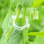 Trellis Clips for Climbing Plants Outdoor,Plant Support Clips Reusable Garden Clips,Tomato Clips, Plastic Trellis Clips,Garden Plant Clips to Grow Upright Makes Plants (50, White) - Image 4