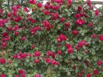 Climbing Rose Plant With Pot | Live Fragrant Flowering Creeper for Garden, Balcony & Outdoor Decoration | Rose Plant Pack of 1(Climbing Red Rose) - Image 3