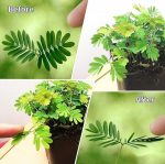 Live Touch Me Not Plant (Mimosa Pudica) with Pot – Sensitive Plant That Moves When Touched | Real Indoor Outdoor Ornamental & Medicinal Plant | Home Garden Décor | Pack of 1 Healthy Live Plant - Image 4