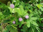 Live Touch Me Not Plant (Mimosa Pudica) with Pot – Sensitive Plant That Moves When Touched | Real Indoor Outdoor Ornamental & Medicinal Plant | Home Garden Décor | Pack of 1 Healthy Live Plant - Image 2