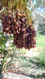 Sweet Arabian Khajur Date Palm Tree Plant, Original Healthy Hybrid Live Outdoor Fruit Plant For Home Garden (Pack Of 1) ZP_12 - Image 7