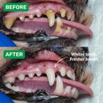 Absolut Pet Dog Supplement for Oral Care, Dental Chews for Dogs that Reduces Plaque & Tartar | Freshens Breath & Supports Gum Health (30 Chews) - Image 3