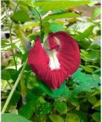 Live Red & Blue Aparajita Plant Combo | Butterfly Pea Flower Vine | Fast-Growing Ornamental Flowering Creeper for Balcony, Terrace & Garden Natural Indoor and Outdoor Plant (PACK OF 2) - Image 6