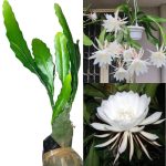 Bramha Kamal Live Plant | Rare & Auspicious Flowering Plant | Epiphyllum oxypetalum | Indoor/Outdoor Ornamental Plant for Home & Garden