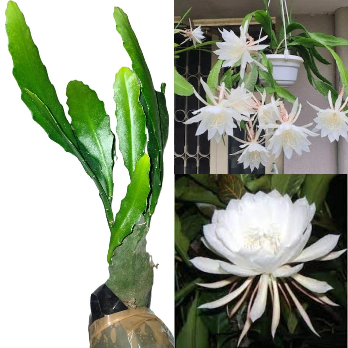 61TKFpz3hL._SL1200_.jpg Bramha Kamal Live Plant | Rare & Auspicious Flowering Plant | Epiphyllum oxypetalum | Indoor/Outdoor Ornamental Plant for Home & Garden - Image 1