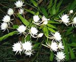 Bramha Kamal Live Plant | Rare & Auspicious Flowering Plant | Epiphyllum oxypetalum | Indoor/Outdoor Ornamental Plant for Home & Garden - Image 4