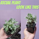 Lavender Plant Live with Pot Pack of 2 | Fragrant Lavender Flowering Herb Plant | Aromatic Indoor Outdoor Decorative Plants for Home Garden Balcony Terrace Relaxation Decor