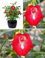 Live Red & Blue Aparajita Plant Combo | Butterfly Pea Flower Vine | Fast-Growing Ornamental Flowering Creeper for Balcony, Terrace & Garden Natural Indoor and Outdoor Plant (PACK OF 2) - Image 3