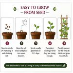 Hybrid Climbing Rose Vine Mix Seeds - All Season Japanese Variety Everbloom Multicolour Flower Plant Seeds For Outdoor Home Garden, Balcony, Walls, Gate FarmHouses (Cnt. 20+ Seeds) - Image 4