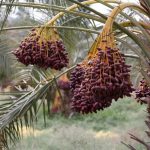 Sweet Arabian Khajur Date Palm Tree Plant, Original Healthy Hybrid Live Outdoor Fruit Plant For Home Garden (Pack Of 1) ZP_12 - Image 2