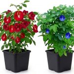 Live Red & Blue Aparajita Plant Combo | Butterfly Pea Flower Vine | Fast-Growing Ornamental Flowering Creeper for Balcony, Terrace & Garden Natural Indoor and Outdoor Plant (PACK OF 2)