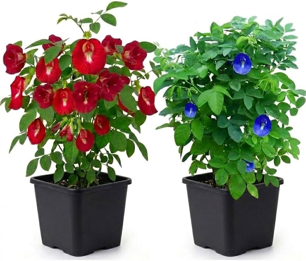 61rT5tFZwVL._SL1000_.jpg Live Red & Blue Aparajita Plant Combo | Butterfly Pea Flower Vine | Fast-Growing Ornamental Flowering Creeper for Balcony, Terrace & Garden Natural Indoor and Outdoor Plant (PACK OF 2) - Image 1