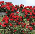 Climbing Rose Plant With Pot | Live Fragrant Flowering Creeper for Garden, Balcony & Outdoor Decoration | Rose Plant Pack of 1(Climbing Red Rose) - Image 2