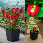 Live Red & Blue Aparajita Plant Combo | Butterfly Pea Flower Vine | Fast-Growing Ornamental Flowering Creeper for Balcony, Terrace & Garden Natural Indoor and Outdoor Plant (PACK OF 2) - Image 5