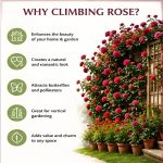 Hybrid Climbing Rose Vine Mix Seeds - All Season Japanese Variety Everbloom Multicolour Flower Plant Seeds For Outdoor Home Garden, Balcony, Walls, Gate FarmHouses (Cnt. 20+ Seeds) - Image 3