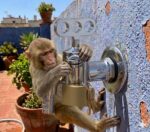Lockable Garden Tap 1/2"– Monkey-Proof & Tamper-Proof Outdoor Water Faucet Tap – Rust-Resistant Chrome Plated Steel Bibcock for Home & Commercial Use (Lock not Included) - Image 5