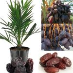 Sweet Arabian Khajur Date Palm Tree Plant, Original Healthy Hybrid Live Outdoor Fruit Plant For Home Garden (Pack Of 1) ZP_12 - Image 6