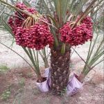 Sweet Arabian Khajur Date Palm Tree Plant, Original Healthy Hybrid Live Outdoor Fruit Plant For Home Garden (Pack Of 1) ZP_12 - Image 3