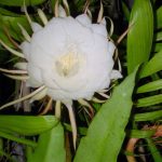 Bramha Kamal Live Plant | Rare & Auspicious Flowering Plant | Epiphyllum oxypetalum | Indoor/Outdoor Ornamental Plant for Home & Garden - Image 3