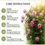 Hybrid Climbing Rose Vine Mix Seeds - All Season Japanese Variety Everbloom Multicolour Flower Plant Seeds For Outdoor Home Garden, Balcony, Walls, Gate FarmHouses (Cnt. 20+ Seeds) - Image 5