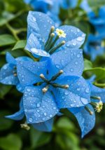 Sky Blue Bougainvillea Live Plant | Flowering Outdoor Plant | Paper Flower Plant | Buganvel, Bougainvillea Glabra Live Plant for Home Garden Balcony Outdoor (Healthy Rooted Plant) - Image 4