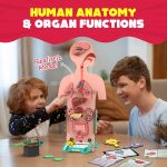 Smartivity Human Body Toy for Kids 6-12 Years|Body Organs & Functions|Birthday Gifts for Unisex|DIY Science Toys 6,7,8,9,10,11,12,13,14 Years Old I STEM Building Set Wooden Construction Game,79 Pcs - Image 2