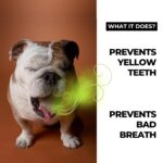 Moe Puppy Vet Recommended Dental Spray for Dogs & Cats | Bad Breath Control, Plaque & Tartar Removal & Gum Health | Peppermint Freshness | Long-Lasting Oral Care, Safe Daily Use (100 ml) - Image 2