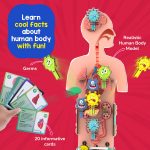 Smartivity Human Body Toy for Kids 6-12 Years|Body Organs & Functions|Birthday Gifts for Unisex|DIY Science Toys 6,7,8,9,10,11,12,13,14 Years Old I STEM Building Set Wooden Construction Game,79 Pcs - Image 5