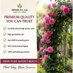 Hybrid Climbing Rose Vine Mix Seeds - All Season Japanese Variety Everbloom Multicolour Flower Plant Seeds For Outdoor Home Garden, Balcony, Walls, Gate FarmHouses (Cnt. 20+ Seeds) - Image 8